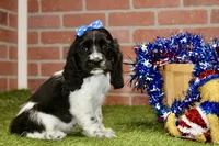 BLACK/WHITE FEMALE 995, a female Cocker Spaniel for sale in Pittsburg, KS – 3 of 4