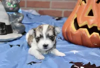 BROWN/WHITE PARTI MORKIE MALE 034, a male Morkie for sale in Pittsburg, KS – 3 of 5