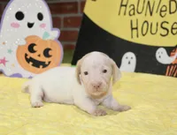 CREAM/WHITE PIED FEMALE DACHSHUND 025, a female Miniature Dachshund for sale in Pittsburg, KS – 3 of 5