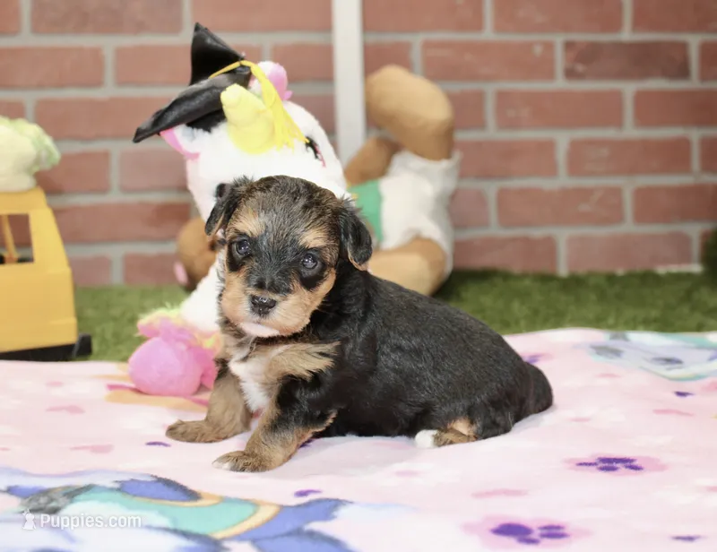 BLACK/TAN FEMALE YORKIEPOO 198 – Yorkipoo puppy for sale in Pittsburg, KS