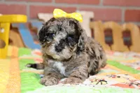 MINI BLUE MERLE FEMALE 965, a female Cockapoo for sale in Pittsburg, KS – 2 of 6