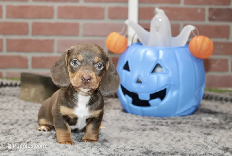 CHOCOLATE/TAN MALE DACHSHUND 3214 – Miniature Dachshund puppy for sale in Pittsburg, KS