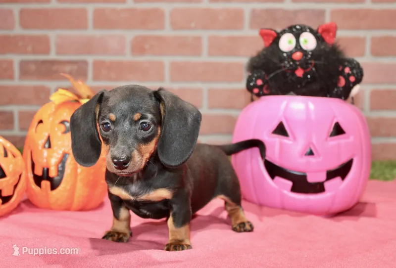 BLACK/TAN FEMALE DACHSHUND 3219 – Miniature Dachshund puppy for sale in Pittsburg, KS