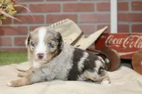 RED/WHITE MERLE MALE TOY AUSSIE 228, a male Toy Australian Shepherd for sale in Pittsburg, KS – 2 of 4