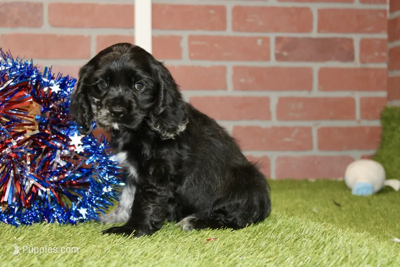 BLUE MERLE FEMALE 996 – Cocker Spaniel puppy for sale in Pittsburg, KS