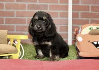 PHANTOM MALE COCKAPOO 102, a male Cockapoo for sale in Pittsburg, KS – 7 of 10