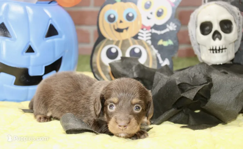 CHOCOLATE/TAN MALE DACHSHUND 3213 – Miniature Dachshund puppy for sale in Pittsburg, KS
