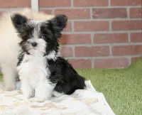 BLACK/WHITE MALE MORKIE 3152, a male Morkie for sale in Pittsburg, KS – 1 of 4