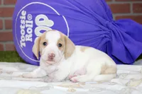 CREAM/WHITE FEMALE DACHSHUND 120, a female Dachshund for sale in Pittsburg, KS – 3 of 4