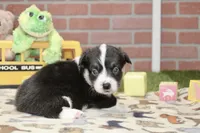 PEMBROKE CARDIGAN CORGI FEMALE 3175, a female Cardigan Welsh Corgi and Pembroke Welsh Corgi for sale in Pittsburg, KS – 2 of 4