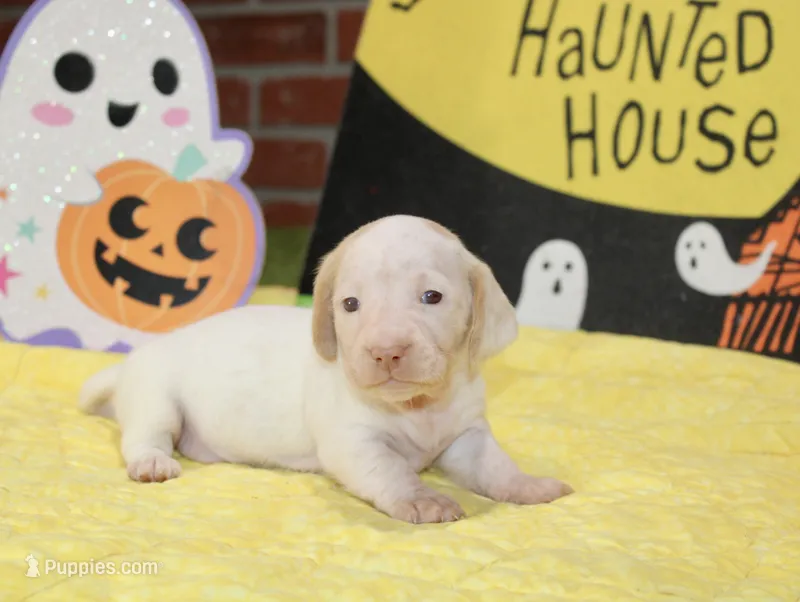 CREAM/WHITE PIED FEMALE DACHSHUND 025 – Miniature Dachshund puppy for sale in Pittsburg, KS