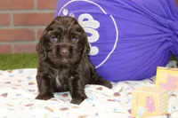 CHOCOLATE COCKER MALE 091, a male Cocker Spaniel for sale in Pittsburg, KS – 4 of 4