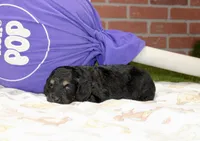 PHANTOM MALE COCKAPOO 102, a male Cockapoo for sale in Pittsburg, KS – 3 of 4