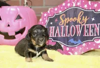 BLACK/TAN FEMALE DACHSHUND 3217, a female Miniature Dachshund for sale in Pittsburg, KS – 2 of 5
