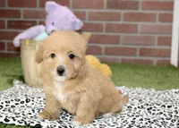 RED FEMALE YORKIEPOO 199, a female Yorkipoo for sale in Pittsburg, KS – 8 of 8