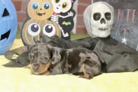 SILVER DAPPLE MALE DACHSHUND 3215, a male Miniature Dachshund for sale in Pittsburg, KS – 2 of 5