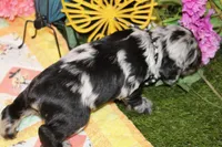 BLUE MERLE MALE 016, a male Cocker Spaniel for sale in Pittsburg, KS – 5 of 7