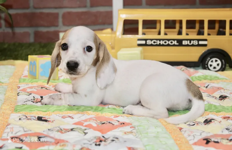 CREAM PIEBALD MALE DACHSHUND 123 – Miniature Dachshund puppy for sale in Pittsburg, KS