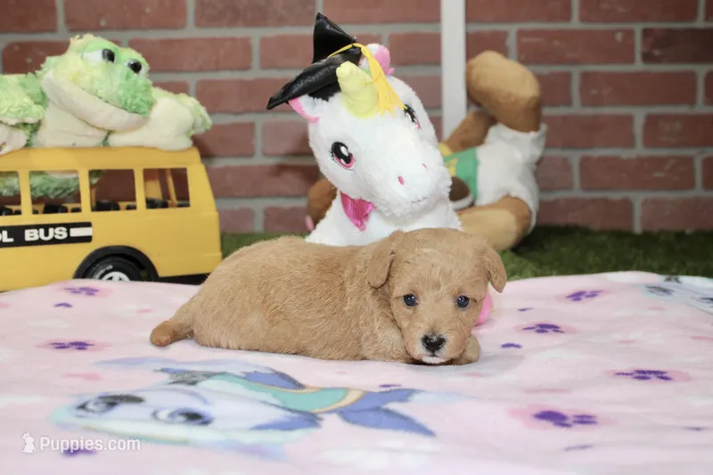 RED FEMALE YORKIEPOO 199 – Yorkipoo puppy for sale in Pittsburg, KS