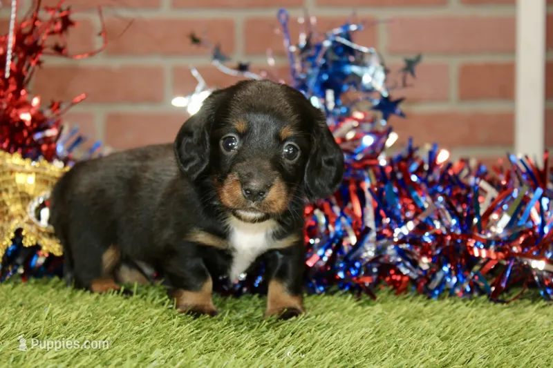 BLACK/TAN MALE 085 – Dachshund puppy for sale in Pittsburg, KS