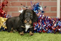 BLACK/TAN MALE 085, a male Dachshund for sale in Pittsburg, KS – 1 of 3