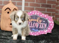 TOY RED MERLE FEMALE AUSSIEDOODLE 200, a female Poodle - Miniature  and Toy Australian Shepherd for sale in Pittsburg, KS – 4 of 8