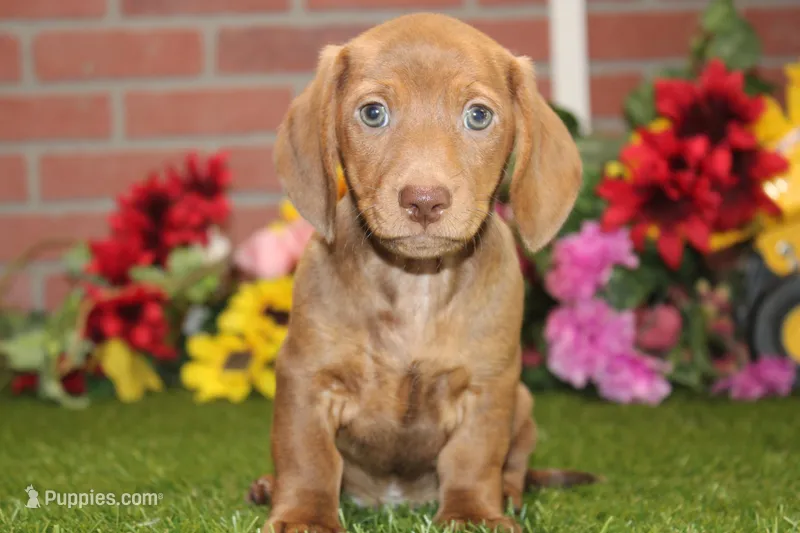 CREAM BRINDLE MALE! 003 – Miniature Dachshund puppy for sale in Pittsburg, KS