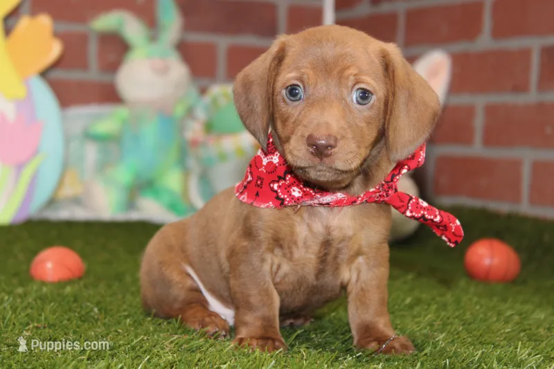 CREAM BRINDLE MALE! 003 – Miniature Dachshund puppy for sale in Pittsburg, KS