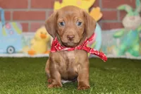 CREAM BRINDLE MALE! 003, a male Miniature Dachshund for sale in Pittsburg, KS – Photo 4 of 6