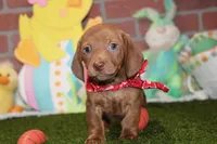 CREAM BRINDLE MALE! 003, a male Miniature Dachshund for sale in Pittsburg, KS – Photo 2 of 6