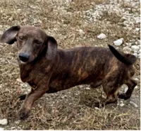 CREAM BRINDLE MALE! 003, a male Miniature Dachshund for sale in Pittsburg, KS – Photo 6 of 6