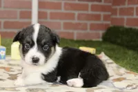 PEMBROKE CARDIGAN CORGI FEMALE 3175, a female Cardigan Welsh Corgi and Pembroke Welsh Corgi for sale in Pittsburg, KS – 4 of 4