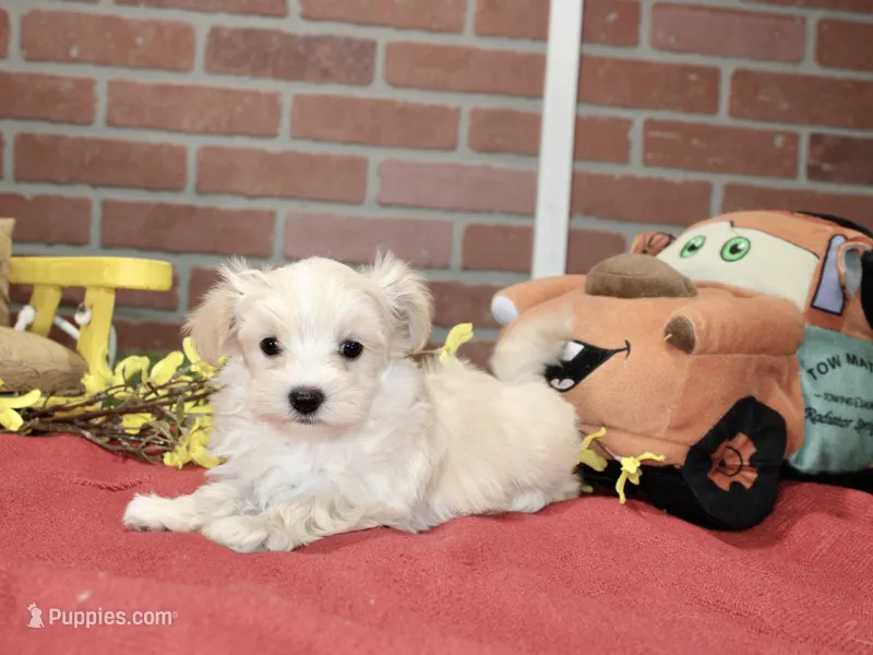 CREAM MALE MORKIE 3151 – Morkie puppy for sale in Pittsburg, KS