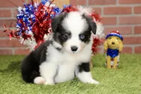 Toy Auggie, a male Australian Shepherd and Pembroke Welsh Corgi for sale in Pittsburg, KS – 4 of 4