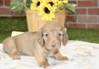 CREAM FEMALE 179, a female Miniature Dachshund for sale in Pittsburg, KS – 2 of 4
