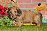 CHOCOLATE DAPPLE MALE 892, a male Dachshund for sale in Pittsburg, KS – 4 of 8