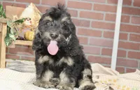 PHANTOM MALE COCKAPOO 102, a male Cockapoo for sale in Pittsburg, KS – 4 of 5