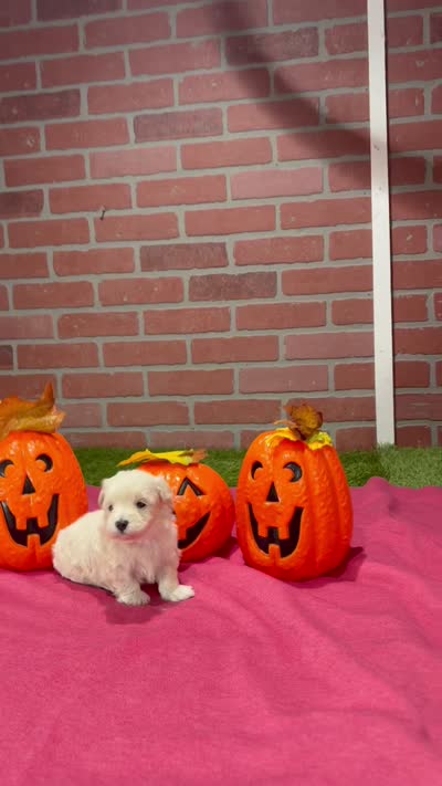 CREAM MALTIPOO MALE 3048, a male Maltipoo for sale in Pittsburg, KS – 5 of 5
