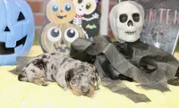 SILVER DAPPLE MALE DACHSHUND 3212, a male Miniature Dachshund for sale in Pittsburg, KS – 4 of 5