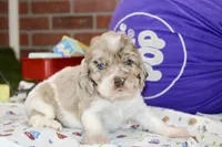 LAVENDER/WHITE COCKER FEMALE 093, a male Cocker Spaniel for sale in Pittsburg, KS – 4 of 4