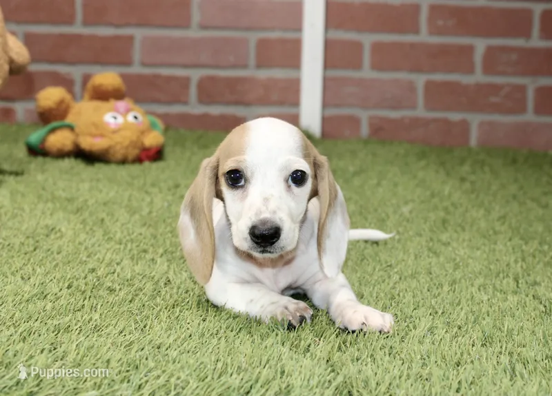 CREAM PIEBALD MALE DACHSHUND 123 – Miniature Dachshund puppy for sale in Pittsburg, KS