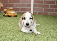CREAM PIEBALD MALE DACHSHUND 123, a male Miniature Dachshund for sale in Pittsburg, KS – 5 of 8