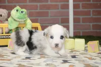 PEMBROKE CARDIGAN CORGI FEMALE 3174, a female Cardigan Welsh Corgi and Pembroke Welsh Corgi for sale in Pittsburg, KS – 4 of 4