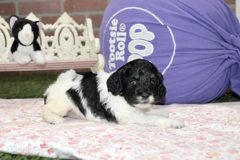 BLACK/WHITE FEMALE COCKAPOO 105 – Cockapoo puppy for sale in Pittsburg, KS