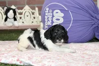 BLACK/WHITE FEMALE COCKAPOO 105, a female Cockapoo for sale in Pittsburg, KS – 1 of 4