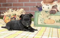 BLACK MORKIE MALE 3043, a male Morkie for sale in Pittsburg, KS – 4 of 5