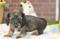 SHADED CREAM FEMALE 220, a female Miniature Dachshund for sale in Pittsburg, KS – 3 of 4