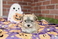 CINNAMON MORKIE FEMALE 3195, a female Morkie for sale in Pittsburg, KS – 2 of 5