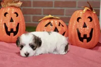 BROWN/WHITE PARTI MALTIPOO FEMALE 3049, a female Maltipoo for sale in Pittsburg, KS – 2 of 5