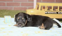 BLACK/TAN MALE 191, a male Miniature Dachshund for sale in Pittsburg, KS – 4 of 4